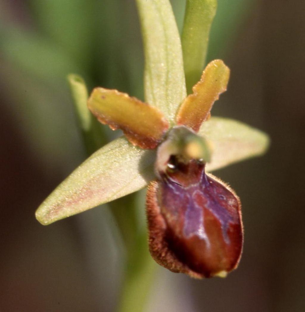 Orchidea da identificare (115)